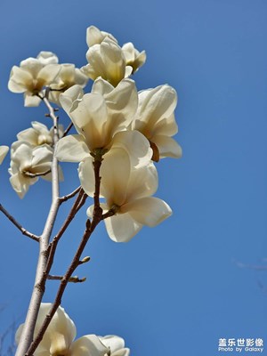 S21 Ultra最新系統(tǒng)4.1 無濾鏡