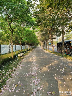 花開花落，等待明年再精彩