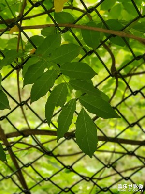 華福公園隨拍
