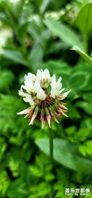 三葉草