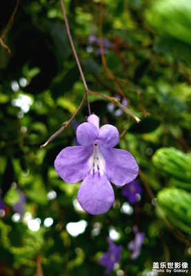 【日常隨拍】碧冬茄&海豚花