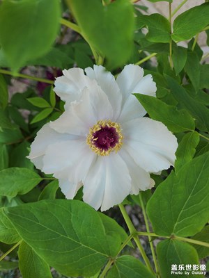 國(guó)色天香，春回大地