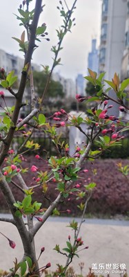 【日常隨拍】隔離生活