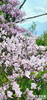 杜鵑開(kāi)滿山！