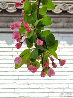 【四月物語】春之美