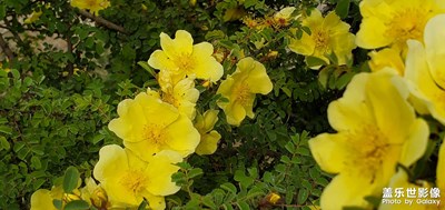 【四月物語】+山上野花