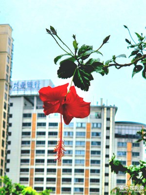一夜風(fēng)雨滿地傷，脫俗清新看扶桑。
