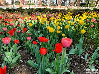 今日照片   紅山公園
