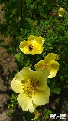 【四月物語】+花若蝴蝶，盈盈立枝