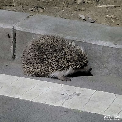 【夜城春】滿園春色惹人醉