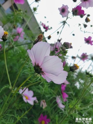花開時分