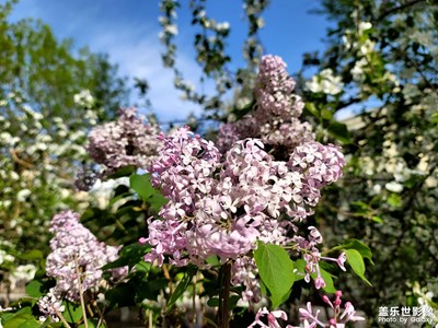 今日照片   春日花花草草