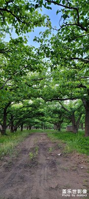 今天去梨樹地了