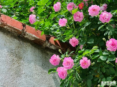 【我的五一】+告別春天