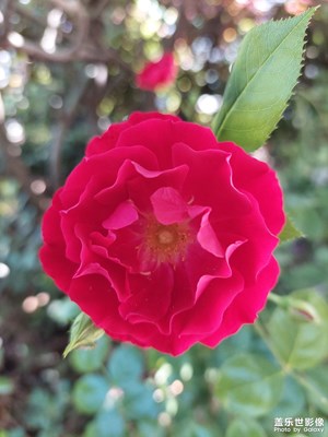 小紅花