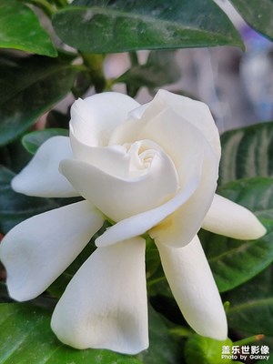 【時光正好】+百花齊放