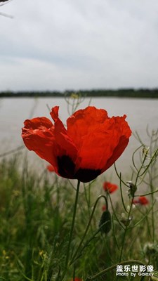 【時(shí)光正好】+花開(kāi)不負(fù)春光