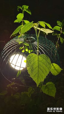 花與蟲