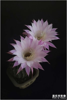 【并蒂不必蓮，連理不必木】