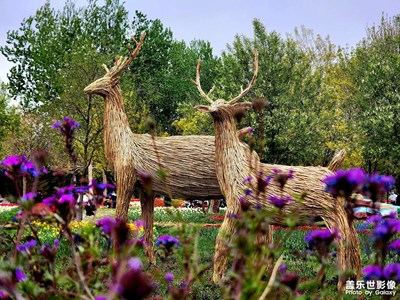 【時(shí)光正好】花期