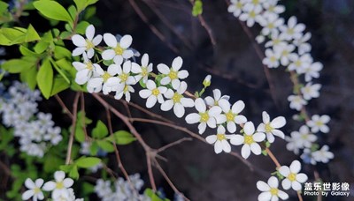 【夜城春】+小白花