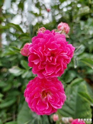 花之榮