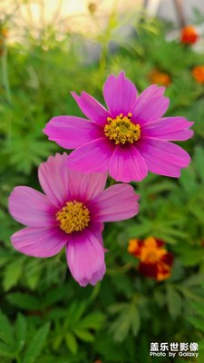 花兒開