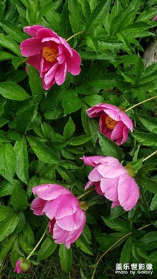 【生活的地方】+花開時節(jié)顯姿色