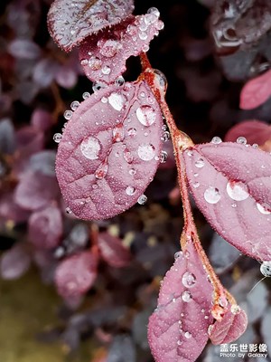 清晨雨露