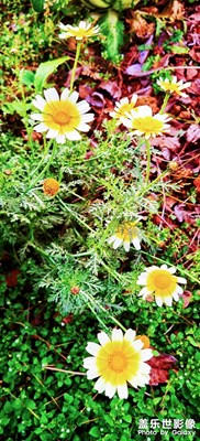 【碎片日?！?野花