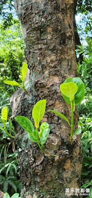 老樹發(fā)新芽，蝴蝶小憩，毛毛蟲散步