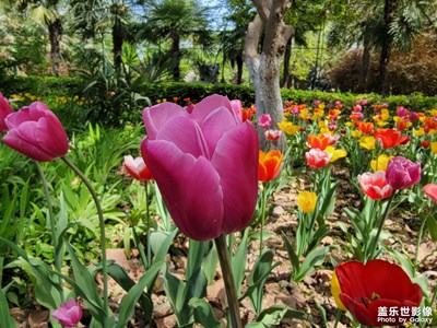 【碎片日?！?公園里的郁金香