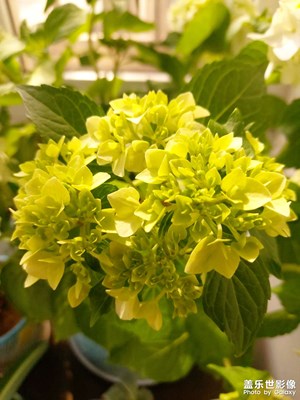 家里的繡球花