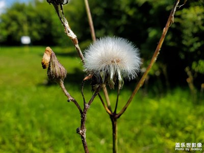 【碎片日?！?花草