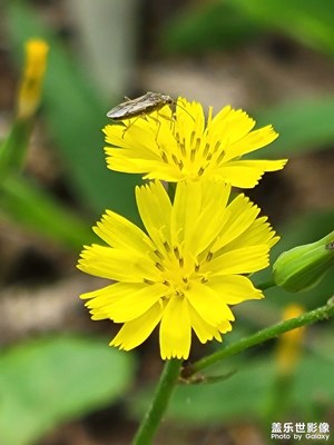 花草動物的世界