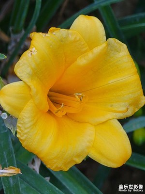 小區(qū)花卉