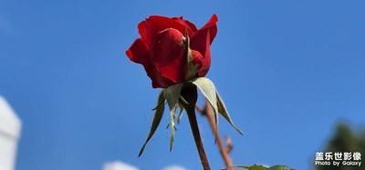 花期已至，美好如初。