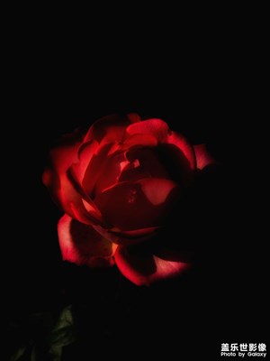 薔薇