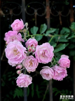 薔薇花語