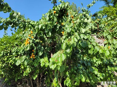 吃杏好時節(jié)