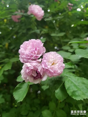 【把生活拍成電影】+七姊妹