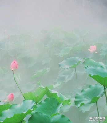 端午欣賞佛山功夫荷花