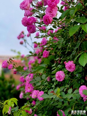 一花一世界。