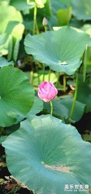 【于光影同行】 ·  蓮  ……