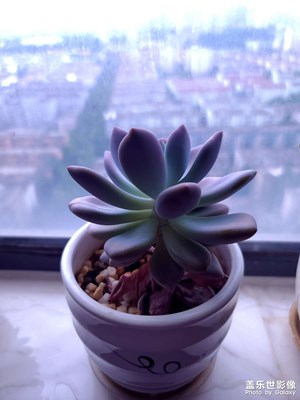 【多彩夏日】沉浸式體驗多肉盆栽