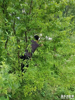 【我的夏天】 采摘記