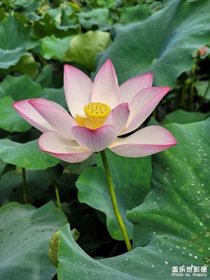 荷花，宋楊萬里