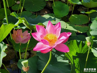 【我的夏天】+夏日荷花別樣紅