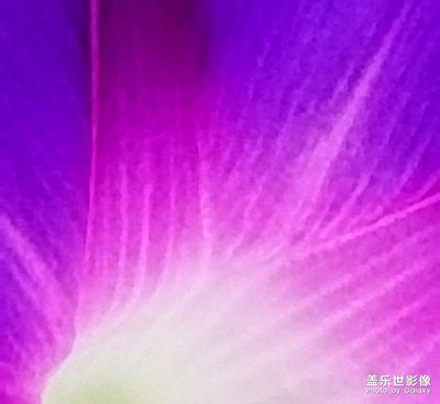 【我的夏天】+姹紫嫣紅