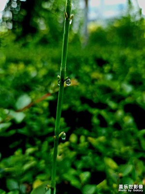 炎熱的夏天路上隨拍一組，，，